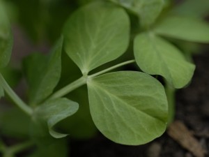 Growing peas