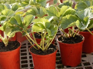 Freshly rooted strawberry plants