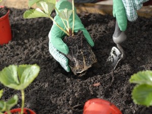 Planting strawberries