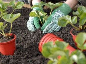 Planting strawberries level with soil