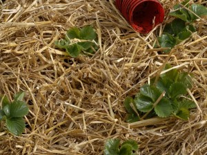 Straw around strawberry plants