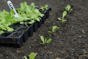 Growing vegetables