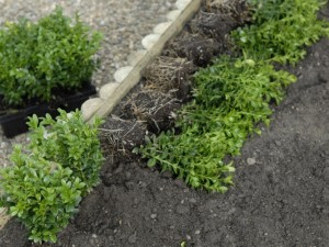 Planting a box hedge