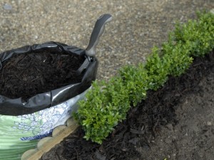 Hedge planting