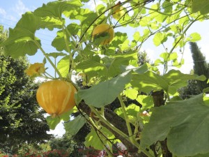 Growing petit marrons